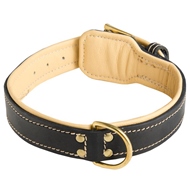 Soft Padded Leather Dog Collar for Mastiff Breeds XL Dogs