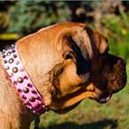 Pink Dog Collars for Large Dogs Like Bullmastiff, Studded Design