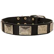Neapolitan Mastiff Collar with Steel Plates and Classic Buckle