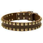 Brass Studded Dog Collar for Dogue De Bordeaux