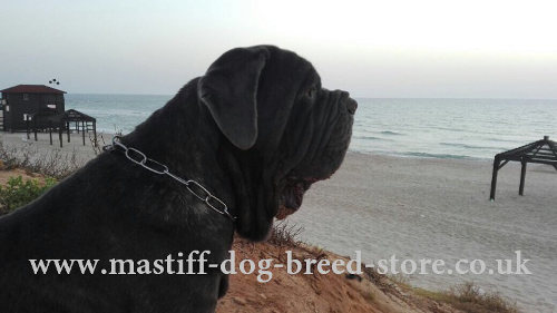 Stainless Steel Fur Saver Dog Collar