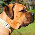 Thick White Lether Dog Collar for Bullmastiff of Luxury Style